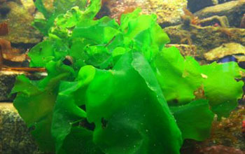 Sea Lettuce (Ulva sp) extracts 20 liters